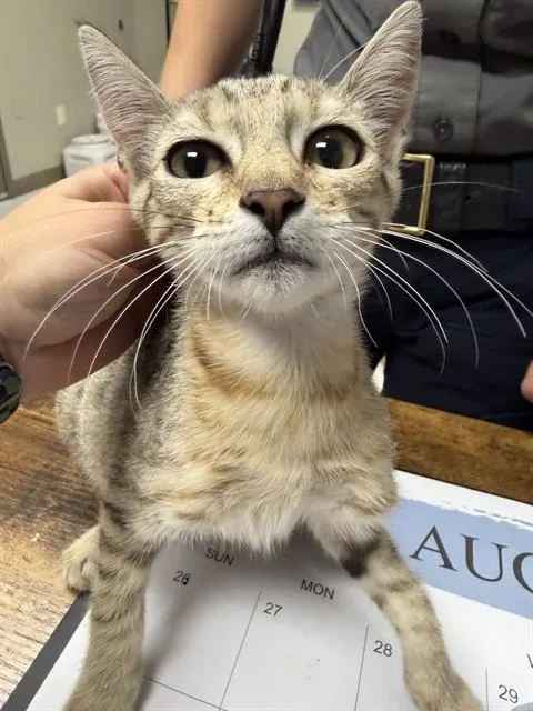 A young medium-sized female Brown / Chocolate Tabby cat named Hallie for adoption in Oakdale, CA