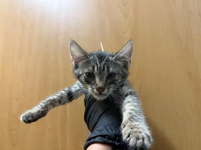 A baby small-sized male Domestic Short Hair cat named Milligan for adoption in Tustin, CA