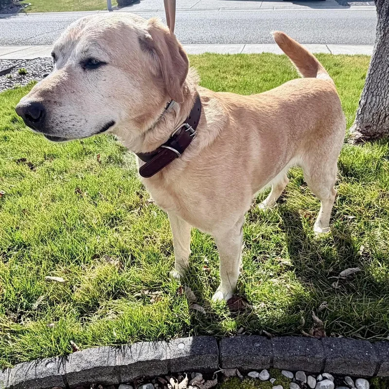 A senior large-sized male Labrador Retriever dog named Kenny for adoption in Ellensburg, WA