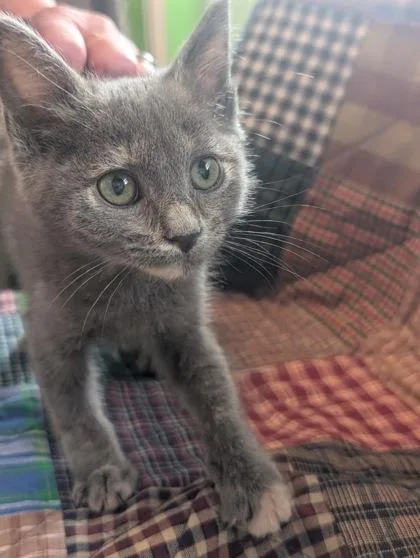 A baby medium-sized female Domestic Short Hair cat named Palette for adoption in Divide, CO