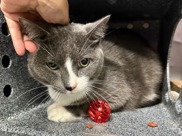 An adult large-sized male Domestic Short Hair cat named Bolton for adoption in New York, NY