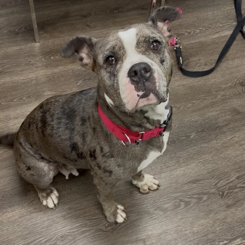 An adult medium-sized female Black Pit Bull Terrier dog named Diem for adoption in Lauderhill, FL