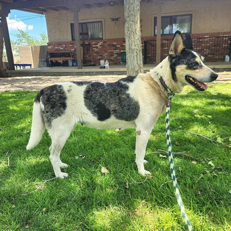An adult medium-sized female White / Cream Mixed Breed dog named Piper for adoption in Prescott, AZ