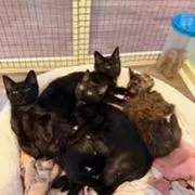 A baby small-sized female Black Domestic Short Hair cat named Baja Blast for adoption in Mebane, NC
