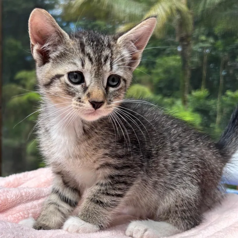 A baby small-sized male Gray / Blue / Silver Domestic Short Hair cat named Braveheart for adoption in Volcano, HI