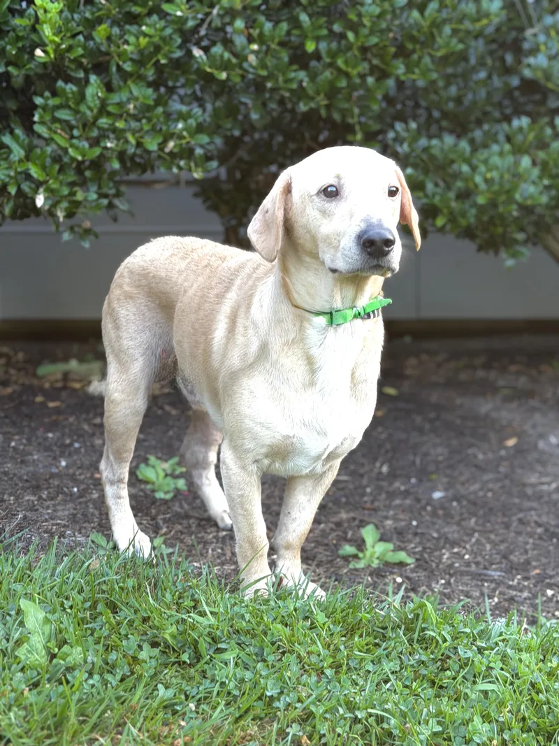 A young small-sized male Yellow Labrador Retriever dog named Dee for adoption in Maryville, TN