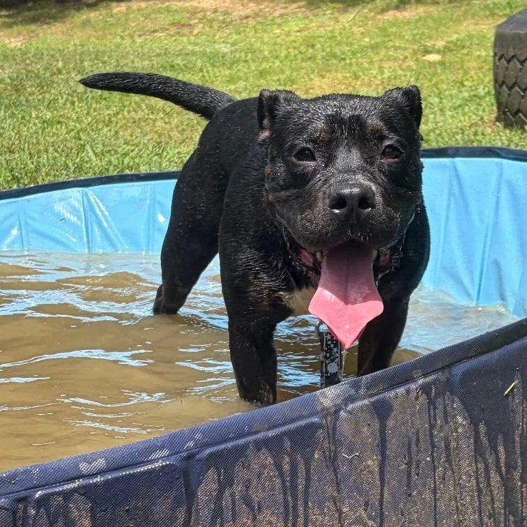 An adult large-sized male Black Mixed Breed dog named Jetty for adoption in Columbus, GA