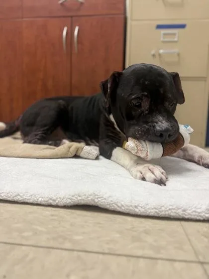 An adult large-sized male Black Mixed Breed dog named Boogie Woogie for adoption in Hamilton, OH