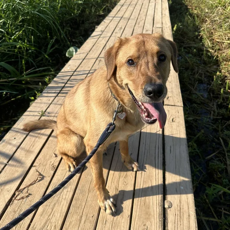 An adult small-sized male Golden Retriever dog named Courtesy Listing Pepito for adoption in Tuscaloosa, AL