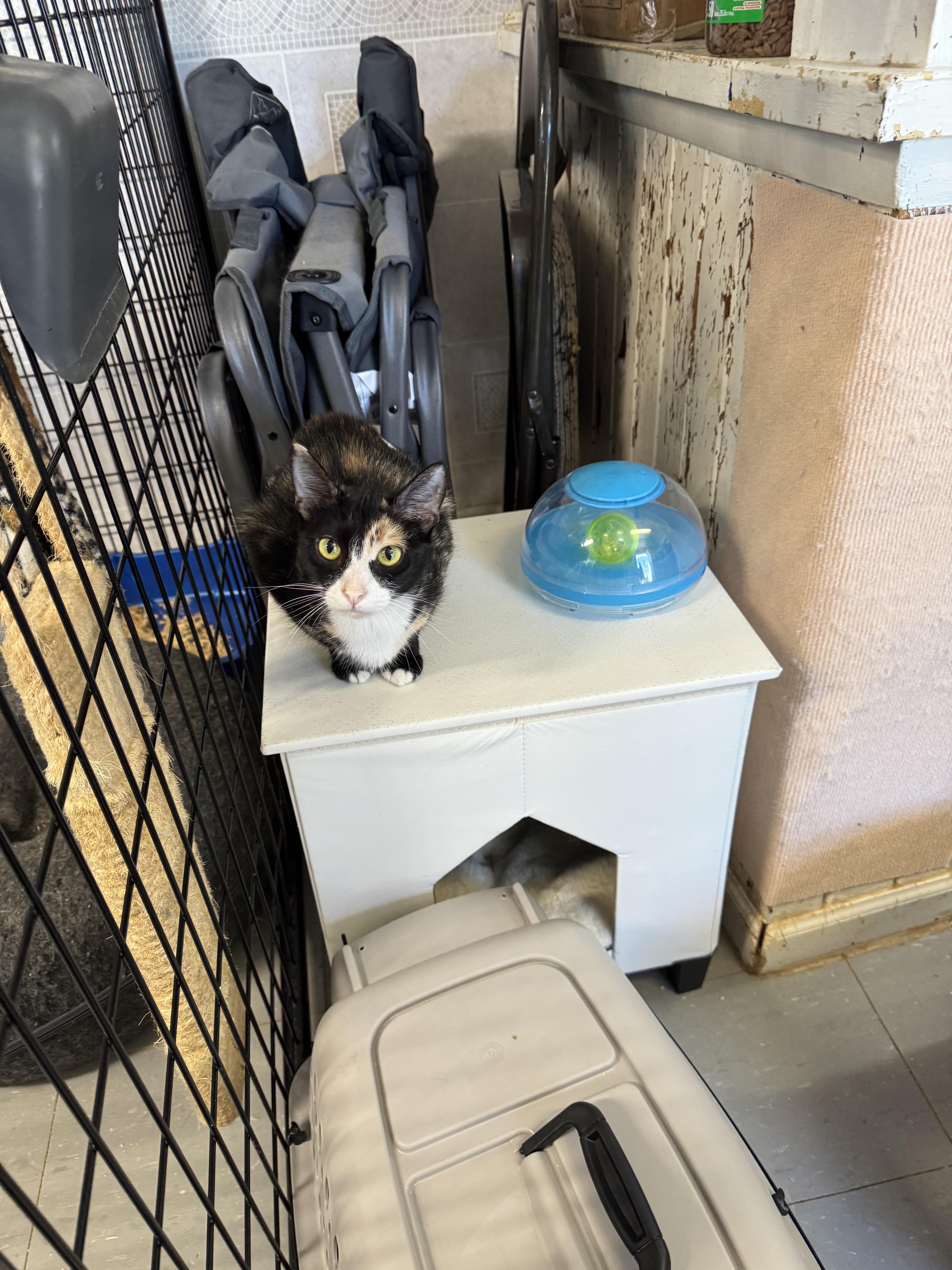 An adult medium-sized female Tortoiseshell cat named Sudz for adoption in Hoopeston, IL