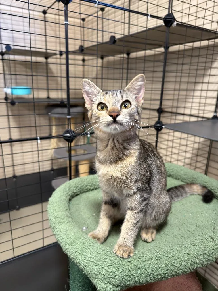 A baby small-sized female Domestic Short Hair cat named Peach for adoption in La Verkin, UT