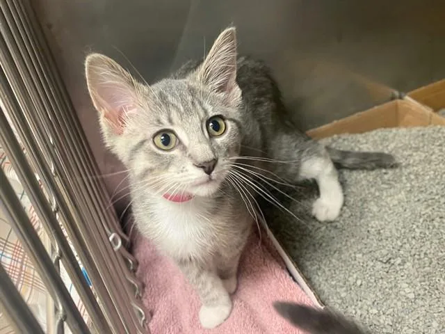 A baby small-sized female Domestic Short Hair cat named Monique for adoption in Fort Wayne, IN