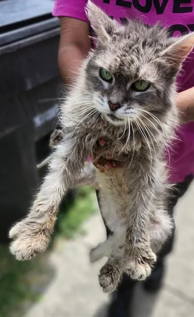 A young medium-sized female Domestic Medium Hair cat named Lousi for adoption in San Antonio, TX
