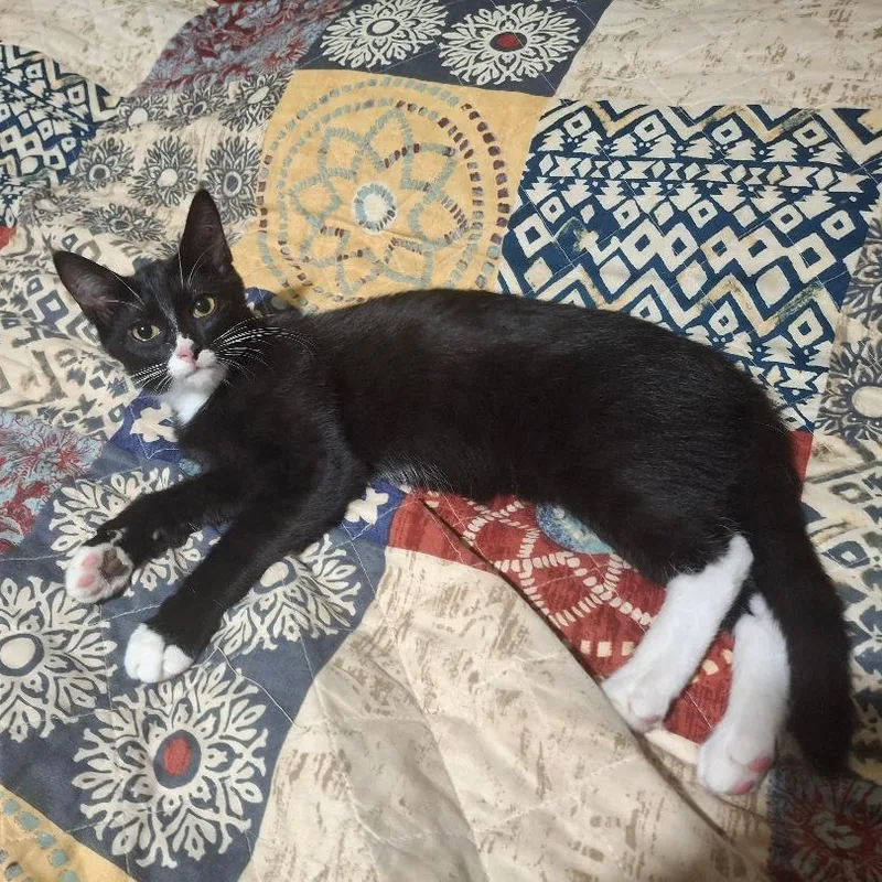 A baby medium-sized male Domestic Short Hair cat named Figaro for adoption in Coldwater, MI