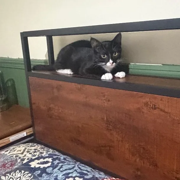 Figaro thumbnail 3