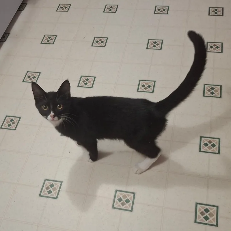 Figaro thumbnail 4