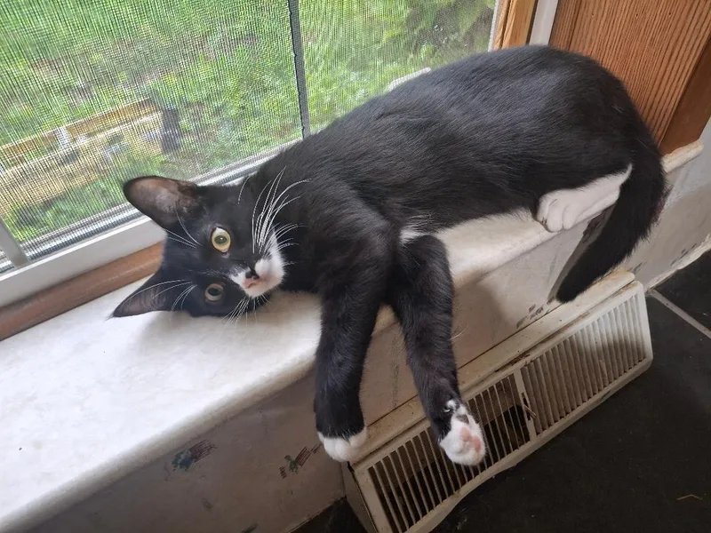 Figaro thumbnail 5
