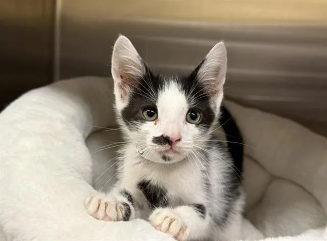 A baby small-sized male Domestic Short Hair cat named Teddy for adoption in Tustin, CA