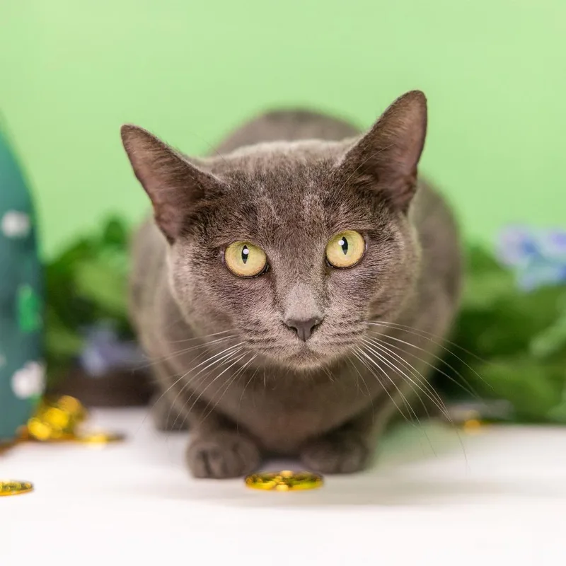 Brigitta thumbnail 2