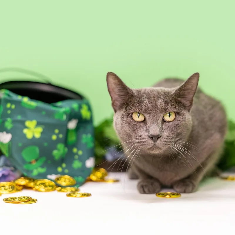 Brigitta thumbnail 3