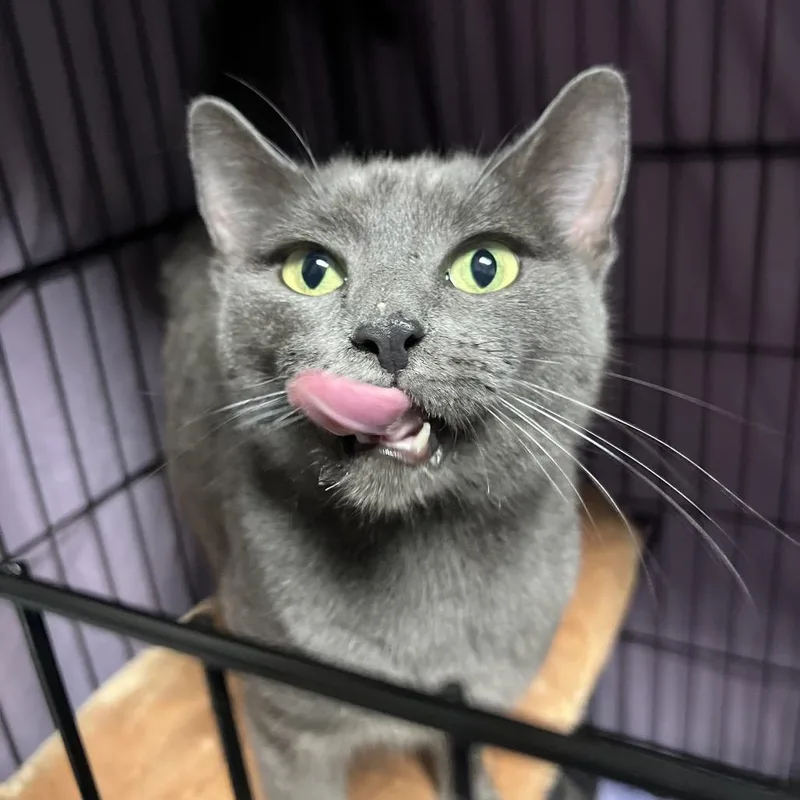 Brigitta thumbnail 4