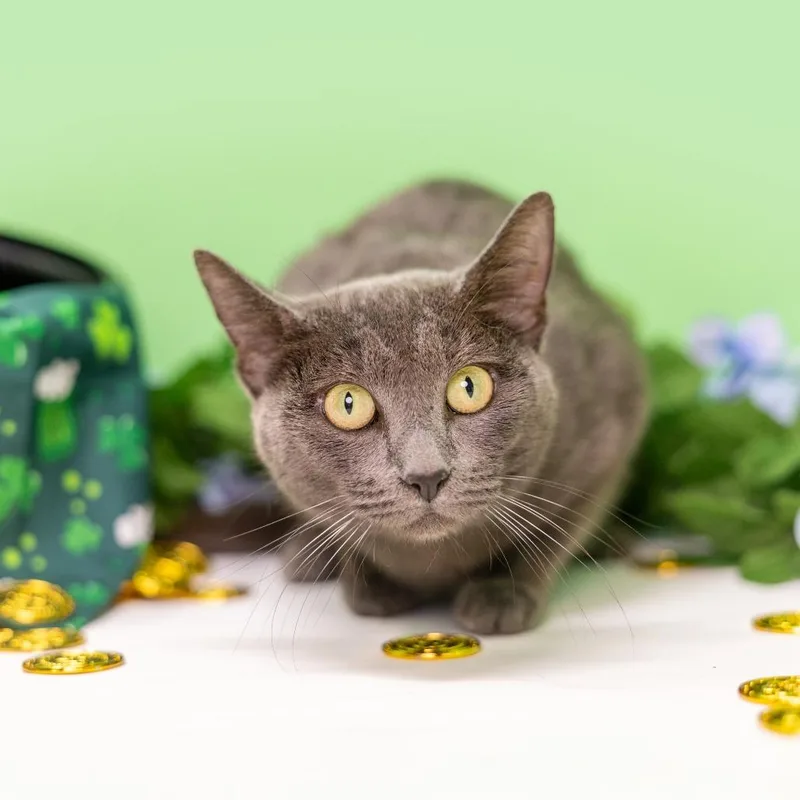 Brigitta thumbnail 5