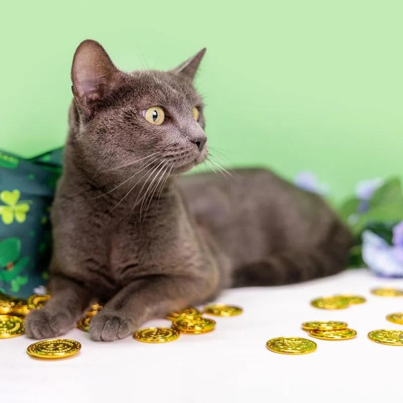 Brigitta thumbnail 6