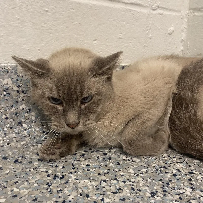 An adult medium-sized male Cream / Ivory Domestic Medium Hair cat named Screetch for adoption in Dayton, OH