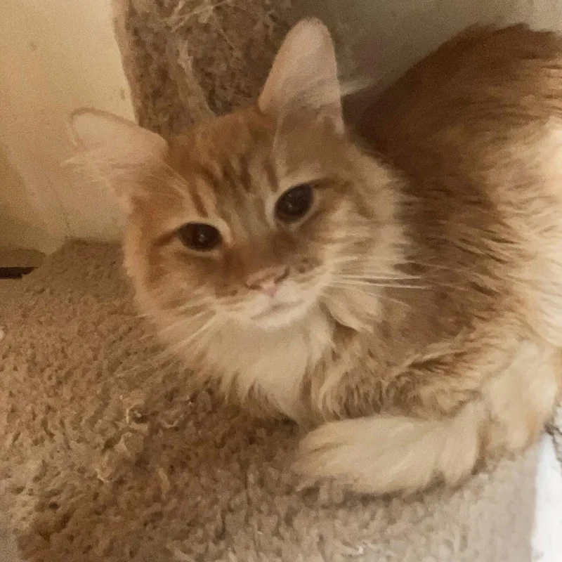 An adult medium-sized male Orange / Red Ragamuffin cat named Dagnabit for adoption in Dublin, OH