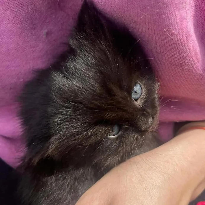 A baby small-sized male Black Domestic Medium Hair cat named Sebastin for adoption in Ringtown, PA