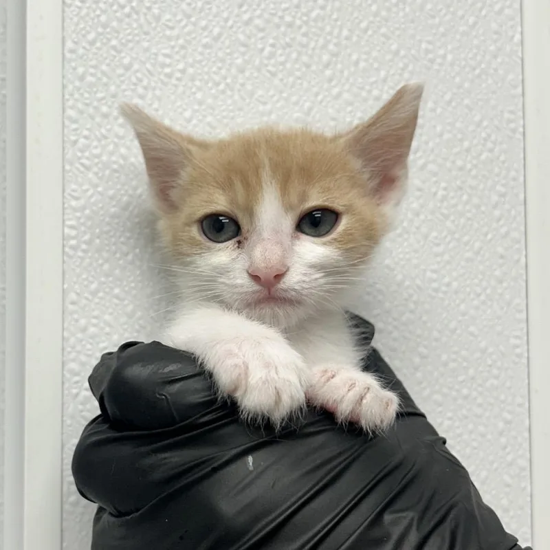 A baby small-sized male Buff / Tan / Fawn Domestic Short Hair cat named Straitjacket for adoption in Abilene, TX