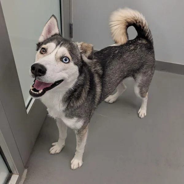 An adult medium-sized female Siberian Husky dog named Russia for adoption in Des Moines, IA