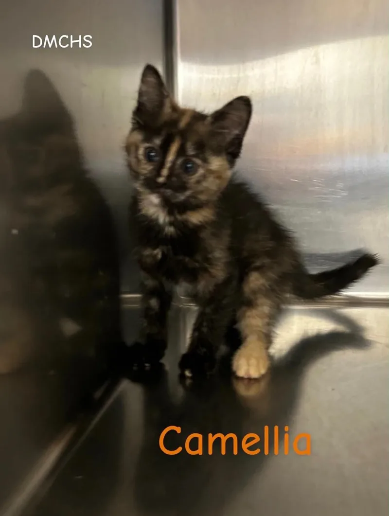 Camellia
