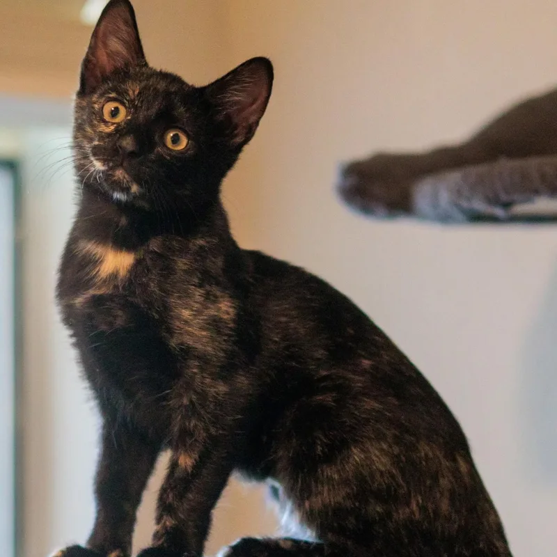A young large-sized female Domestic Short Hair cat named Loki for adoption in Fort Worth, TX