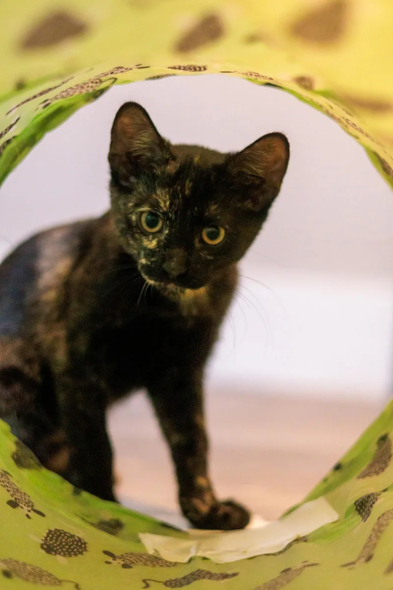 Loki thumbnail 2