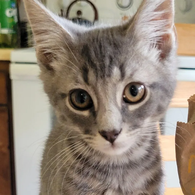 A baby small-sized male Tabby (Gray / Blue / Silver) Domestic Short Hair cat named Zeus for adoption in Morganton, NC
