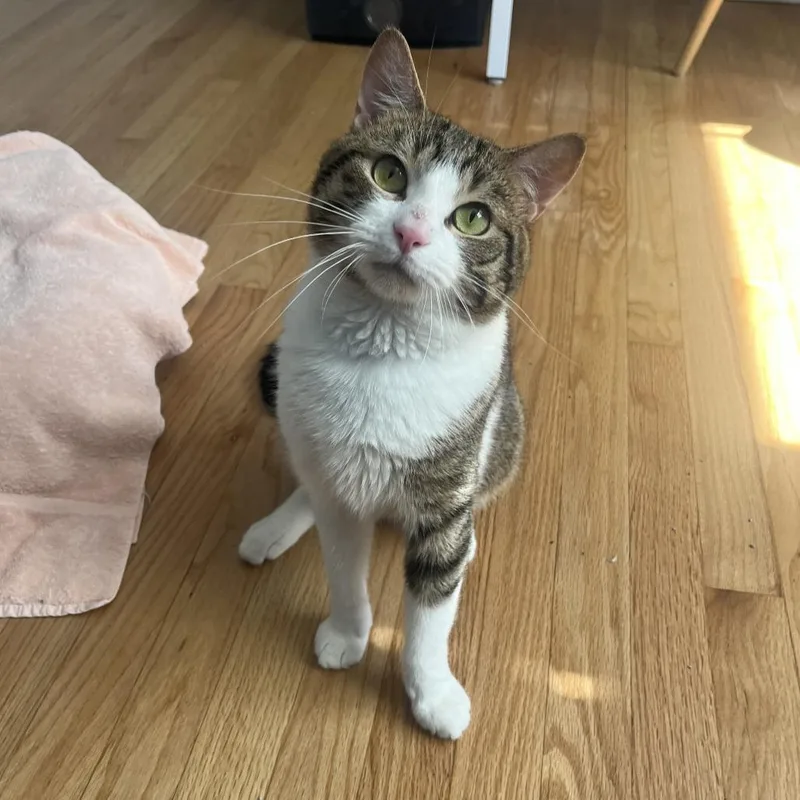 An adult medium-sized male Brown / Chocolate Domestic Short Hair cat named Attenborough for adoption in Evanston, IL