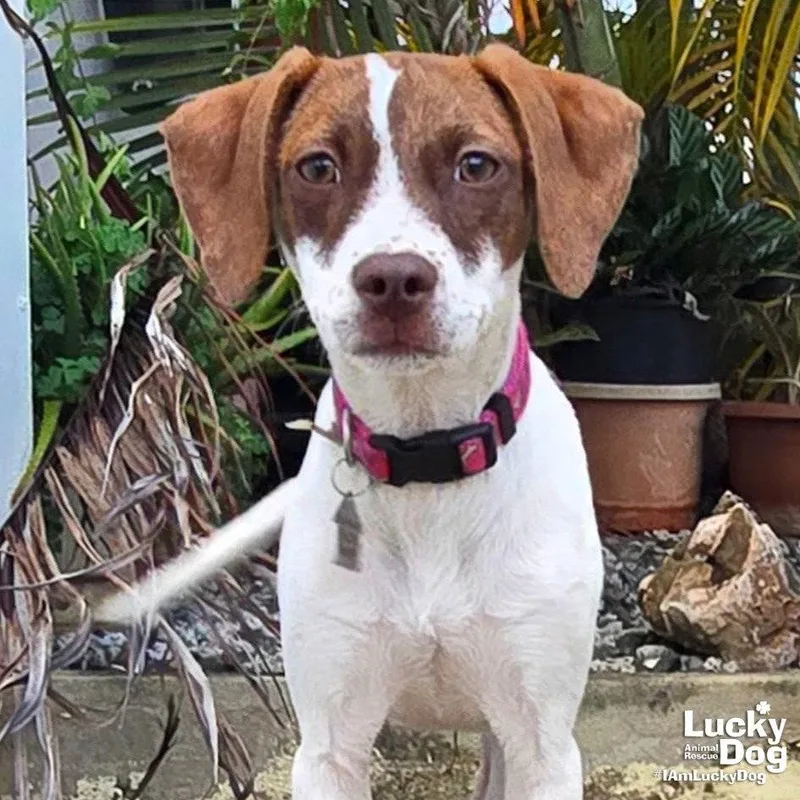 A young medium-sized female Beagle dog named Manchita for adoption in Washington, DC