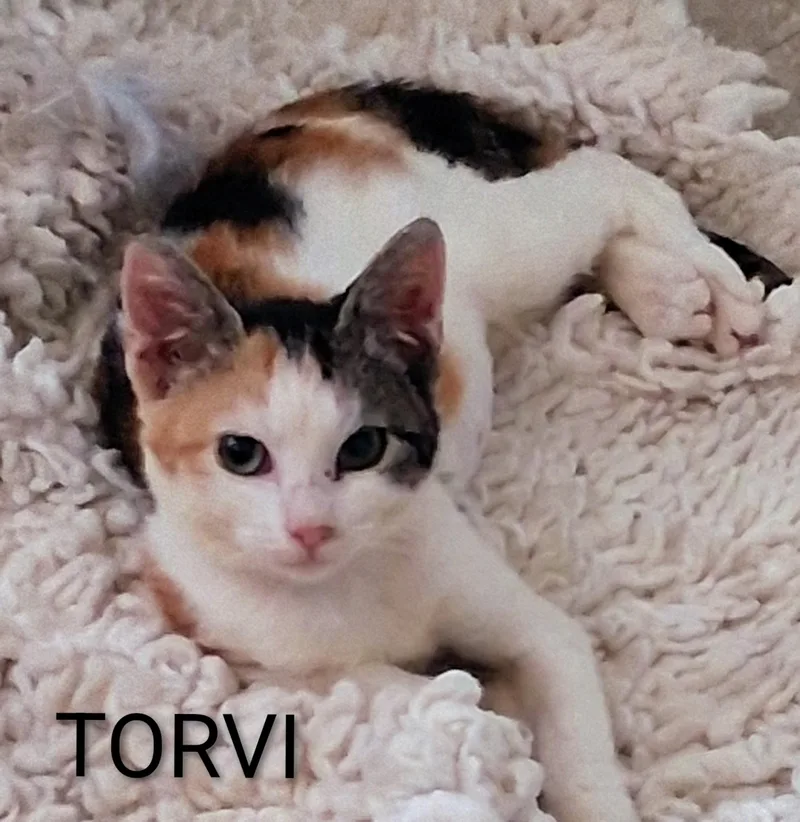 A baby medium-sized female Calico Domestic Short Hair cat named Torvi for adoption in Hawthorne, CA