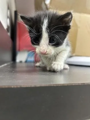 A baby small-sized female Domestic Short Hair cat named Lou for adoption in Gainesville, FL