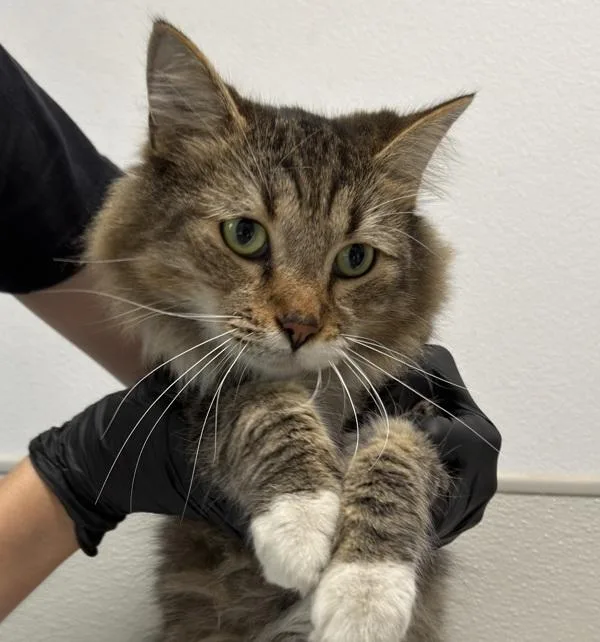 A senior medium-sized male Domestic Long Hair cat named Nero for adoption in San Diego, CA