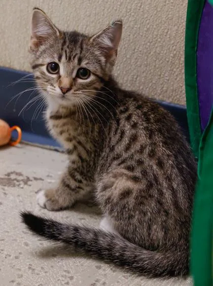 A baby small-sized female Domestic Short Hair cat named Fae for adoption in Baraboo, WI