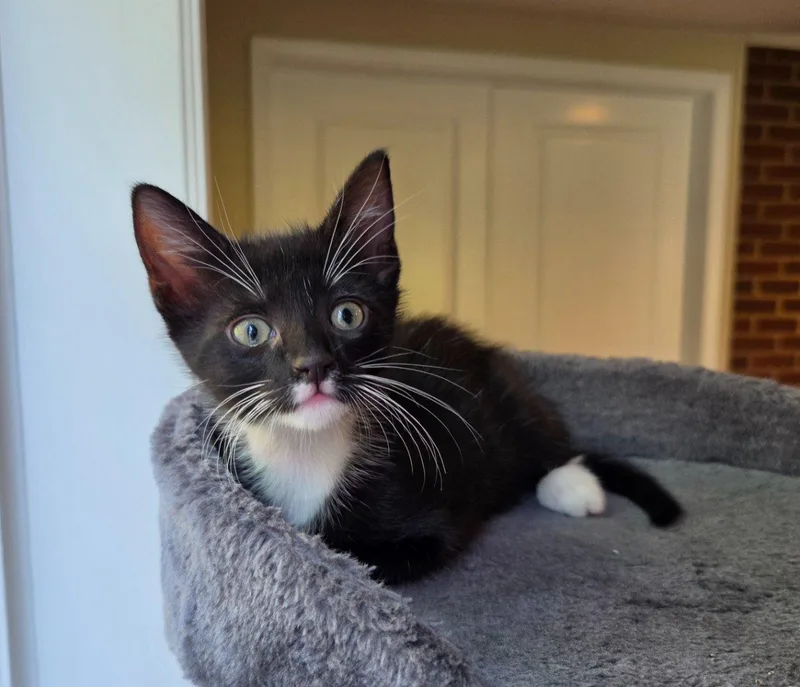 A baby small-sized male Black & White / Tuxedo Domestic Short Hair cat named Mario for adoption in Raleigh, NC