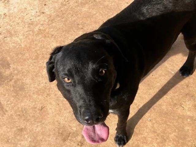 An adult large-sized male Black Labrador Retriever dog named Rex for adoption in Nocona, TX