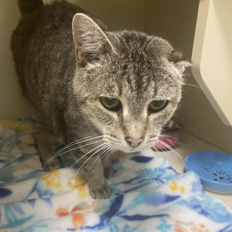 A senior medium-sized female Tabby (Gray / Blue / Silver) Domestic Short Hair cat named Edith for adoption in Elyria, OH