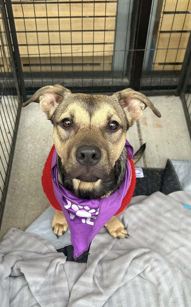 A baby medium-sized female Shepherd dog named Rae for adoption in Southaven, MS