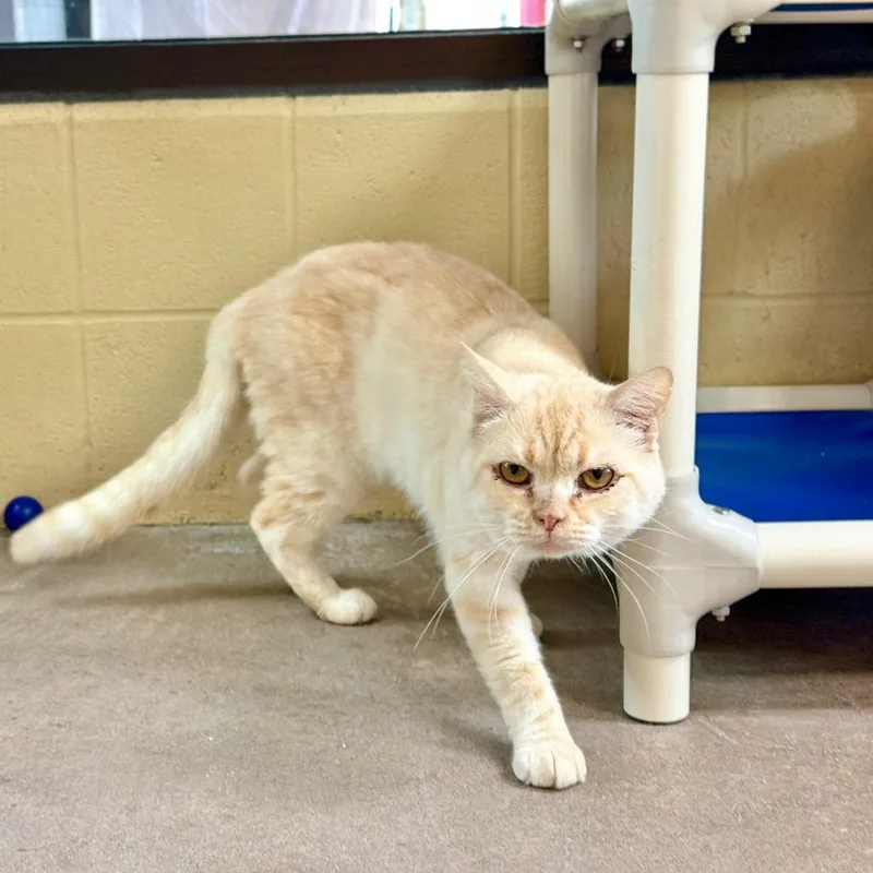 An adult medium-sized male Domestic Short Hair cat named Danger Dingo for adoption in Cincinnati, OH