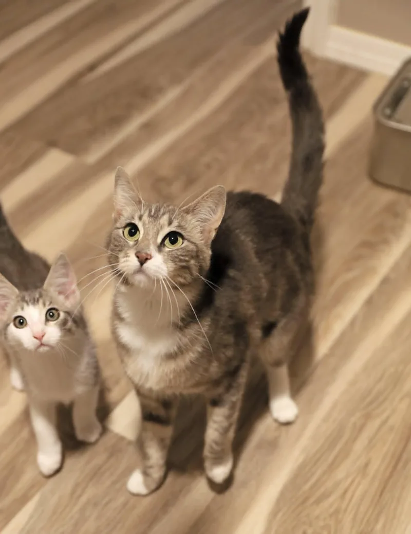 An adult medium-sized female Domestic Short Hair cat named Ione for adoption in Pasco, WA