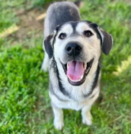 An adult large-sized male Siberian Husky dog named Milo for adoption in Riverside, CA