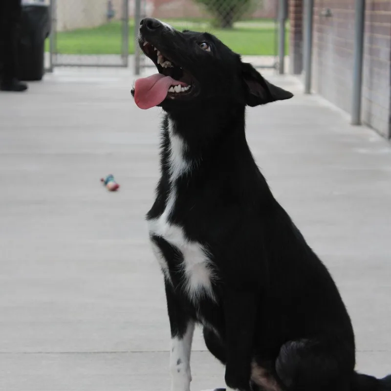 A young medium-sized female Labrador Retriever dog named Lily for adoption in McPherson, KS